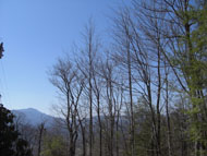 Boxwood/Evergreen Thumbnail